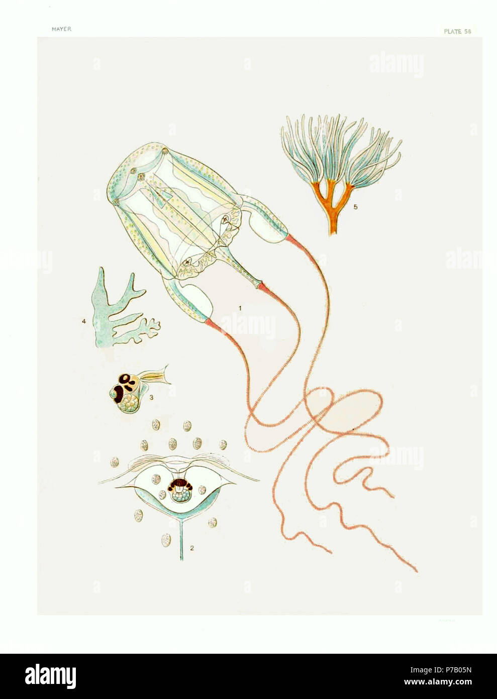 Anglais : Carybdea marsupialis. 1. mature medusa (Station zoologique de Naples, le 5 décembre 1907). 2. Sens-club exumbrella vu de côté. 3. Vue latérale du club des sens. 4. L'un des canaux vélaire montrant ses branches. 5. L'un des cirres gastrique montrant l'une de ses branches terminales brosse. Tirée de la vie par A.G.Mayer Italiano : Carybdea marsupialis. 1. medusa adulta (Stazione Zoologica di Napoli, 5 dicembre 1907). 2. Ropalio visto dal lato dell'esombrella. 3. Vista del ropalio laterale. 4. Uno dei canali del velarium, si notano le ramificazioni. 5. Les cirres des ramificazioni gastrici con termin Banque D'Images
