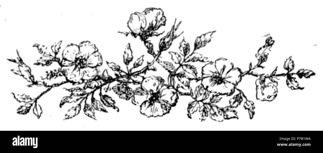 Page 62 illustration 141 dans Old Deccan Days Banque D'Images