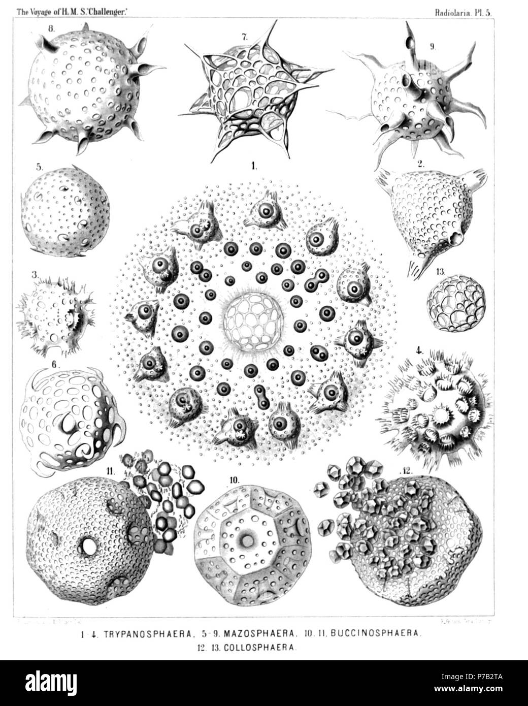 Anglais : Illustration du rapport sur la collecte de radiolaires existent par H.M.S. Challenger pendant les années 1873-1876. La partie III. Description originale : la plaque 5. Collosphaerida. Diam. Fig. 1. Trypanosphaera transformata, n. sp., une colonie de 150 × vivant. Le centre de la chaminade sphérique contient un grand alveole, entouré d'un montant net de sarcode. L'ensemble de l'calymma est rempli par de plus petits, des alvéoles à paroi mince. Sa partie intérieure contient de nombreux petits, jeunes, le centre de capsules (chacune avec un globule d'huile) sans les réservoirs ; dans la zone corticale du plus grand mensonge calymma capsules, chacune étant enclos Banque D'Images