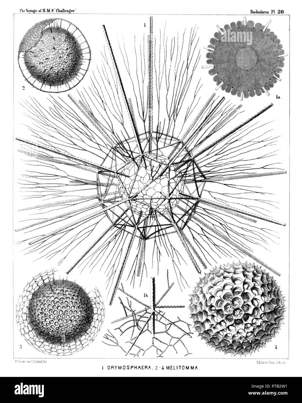 Anglais : Illustration du rapport sur la collecte de radiolaires existent par H.M.S. Challenger pendant les années 1873-1876. La partie III. Description originale : Assiette 20. Et Liosphaerida Astrosphaerida. Diam. Fig. 1. Drymosphaera dendrophora, n. sp., × 300 Fig. 1a. La section méridionale grâce à la capsule centrale. Dans le centre le grand noyau sphérique est visible. Le protoplasme autour c'est distinctement rayonnent. À partir de la capsule centrale surviennent de nombreuses apophyses en massue ou sacs cæcal, qui sont en saillie à travers les mailles de l'intérieur de la coquille, × 300 Fig. 1b. Partie basale d'une seule épine, et radial Banque D'Images