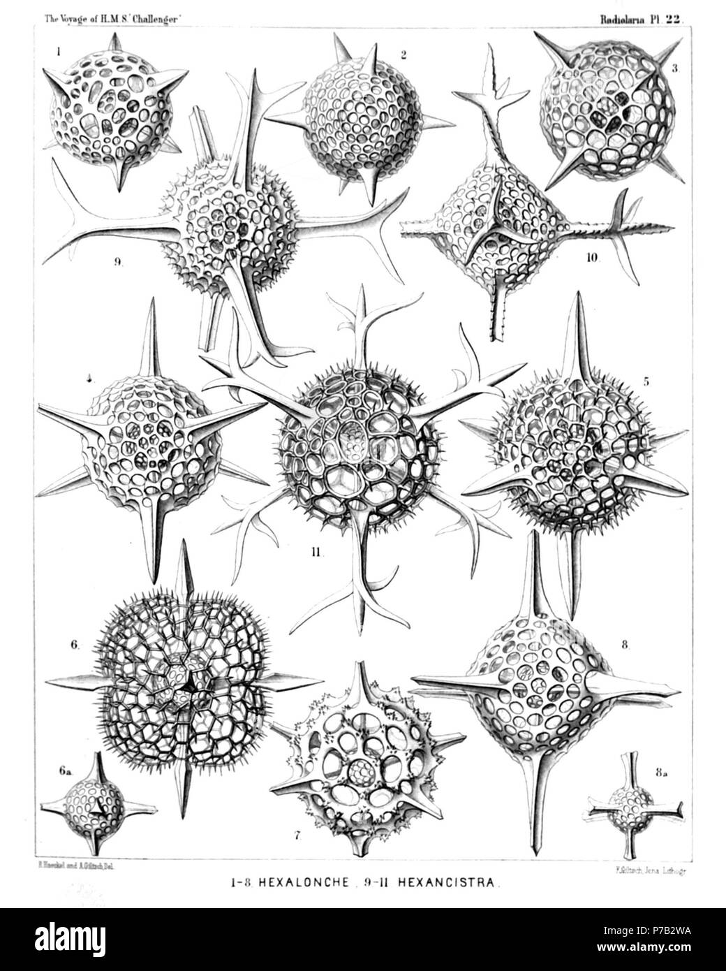 Anglais : Illustration du rapport sur la collecte de radiolaires existent par H.M.S. Challenger pendant les années 1873-1876. La partie III. Description originale : Plate 22. Cubosphaerida. Diam. Fig. 1. Hexalonche pythagoraea, n. sp., × 300 Fig. 2. Hexalonche conicornis, n. sp., × 300 Fig. 3. Hexalonche aristarchi, n. sp., × 400 Fig. 4. Hexalonche philosophica, n. sp., × 400 Fig. 5. Hexalonche anaximandri, n. sp., × 400 Fig. 6. Hexalonche octocolpa, n. sp., × 300 Fig. 6a. La seule coque intérieure. Fig. 7. Hexalonche, heracliti n. sp., × 300 Fig. 8. Hexalonche octaèdres, n. sp., × 400 Fig. 8a. Dans l Banque D'Images