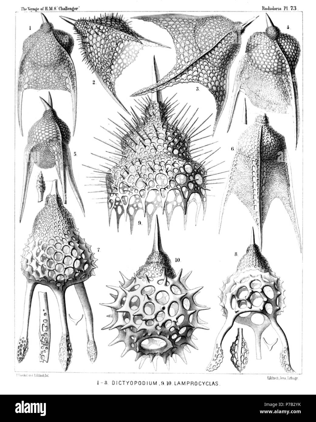 Anglais : Illustration du rapport sur la collecte de radiolaires existent par H.M.S. Challenger pendant les années 1873-1876. La partie III. Description originale : Plate 73. Et Podocyrtida Phormocyrtida. Diam. Fig. 1. Pterocanium tricolpum, n. sp., × 400 Fig. 2. Pterocanium orcinum, n. sp., × 400 Fig. 3. Pterocanium gravidum, n. sp., × 400 Fig. 4. Pterocanium eucolpum, n. sp., × 400 Fig. 5. Pterocanium bicorne, n. sp., × 400 Fig. 6. Pterocanium virgineum, n. sp., × 400 Fig. 7. Dictyopodium thyrsolophus, n. sp., × 300 Fig. 8. Dictyopodium scaphopodium, n. sp., × 300 Fig. 9. Calocyclas monumentum, Banque D'Images