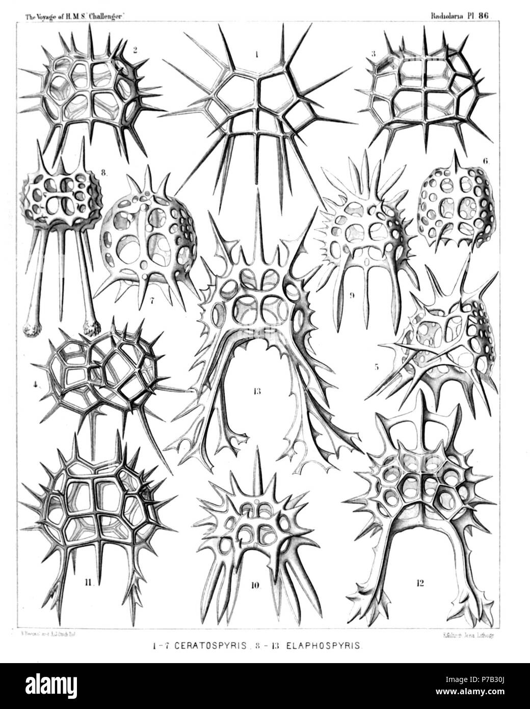 Anglais : Illustration du rapport sur la collecte de radiolaires existent par H.M.S. Challenger pendant les années 1873-1876. La partie III. Description originale : Plate 86. Zygospyrida. Diam. Fig. 1. Ceratospyris polygona, n. sp., × 400 Fig. 2. Ceratospyris strasburgeri, n. sp., × 400 Fig. 3. Ceratospyris allmersii, n. sp., × 400 Fig. 4. Ceratospyris mulderi, n. sp., × 400 Fig. 5. Anthospyris aculeata, n. sp., × 400 Fig. 6. Petalospyris dictyocubus, n. sp., × 400 Fig. 7. Liriospyris hexapoda, n. sp., × 400 Fig. 8. Aegospyris caprina, n. sp., × 400 Fig. 9. Ceratospyris preyeri, n. sp., × 400 Fi Banque D'Images