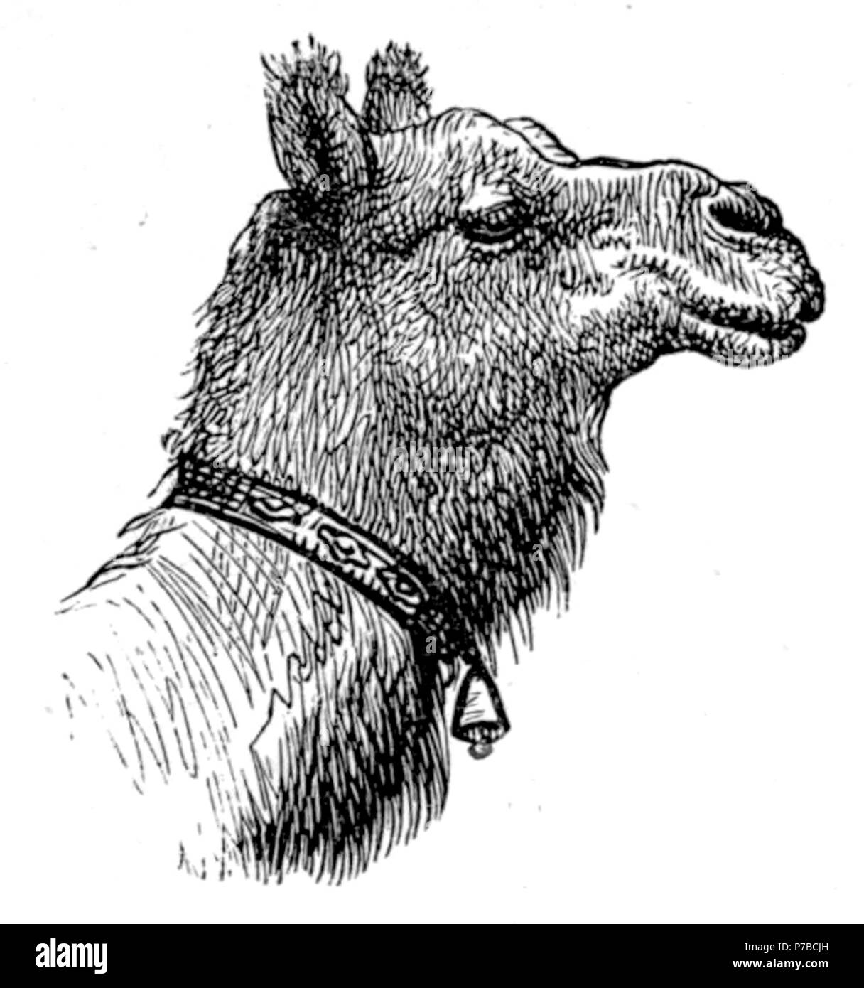 Page 61 illustration 133 dans Old Deccan Days Banque D'Images