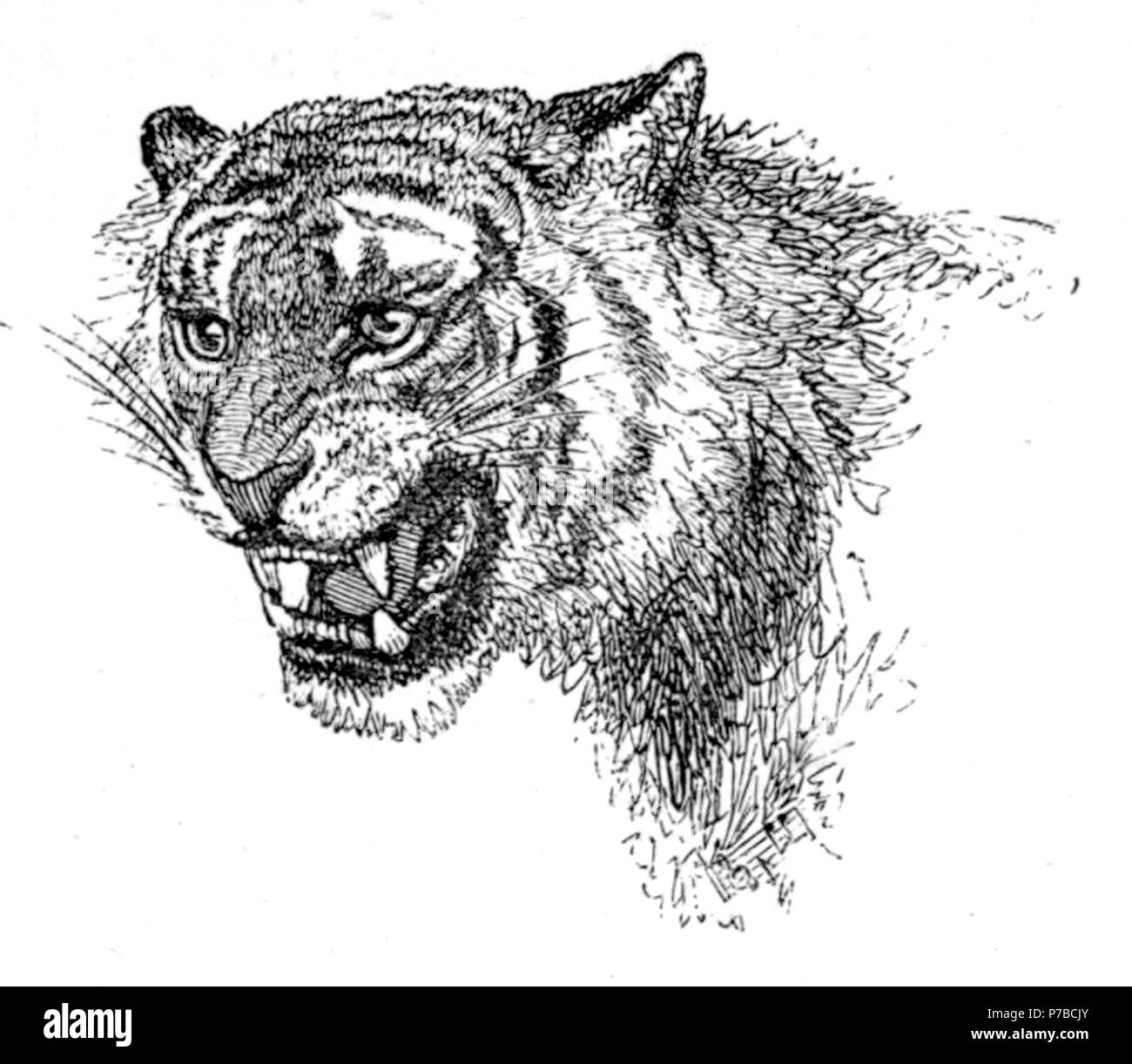 Page 61 illustration 135 dans Old Deccan Days Banque D'Images