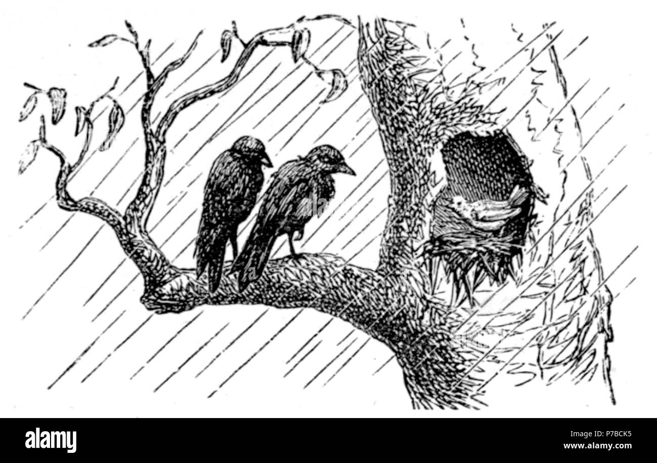 Page 62 illustration 139 dans Old Deccan Days Banque D'Images