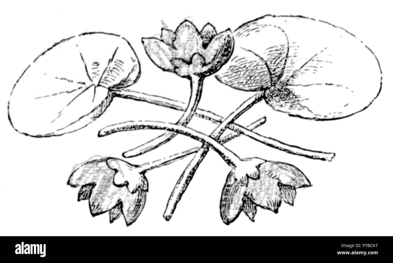 Page 62 illustration 147 dans Old Deccan Days Banque D'Images