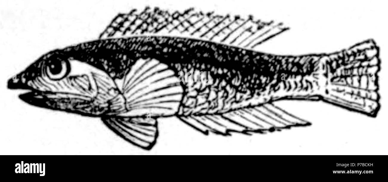 Page 62 illustration 163 dans Old Deccan Days Banque D'Images