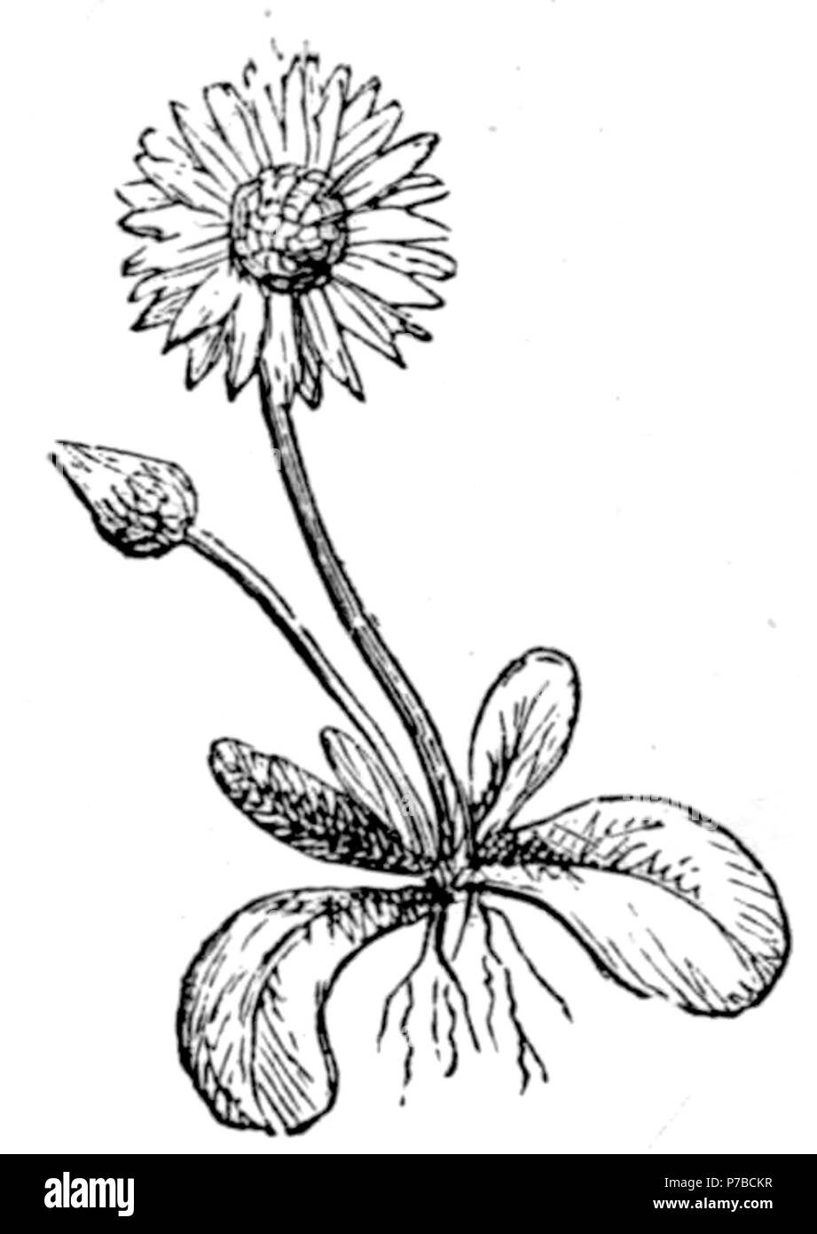 62 Page 18 l'illustration en vieux jours Deccan Banque D'Images