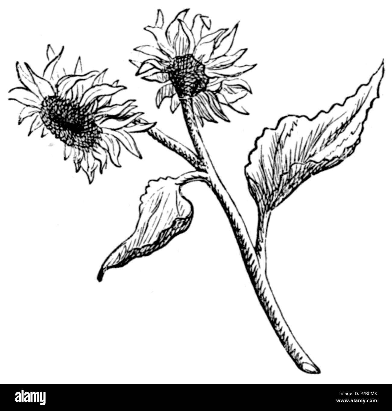 Page 62 illustration 60 dans Old Deccan Days Banque D'Images