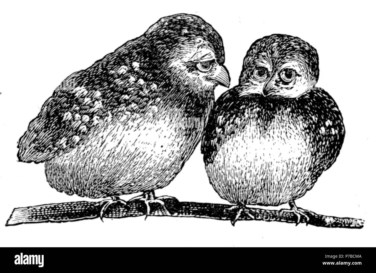 Page 62 illustration 219 dans Old Deccan Days Banque D'Images