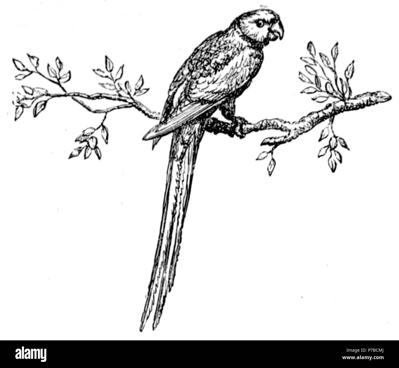 Page 62 illustration 71 dans Old Deccan Days Banque D'Images