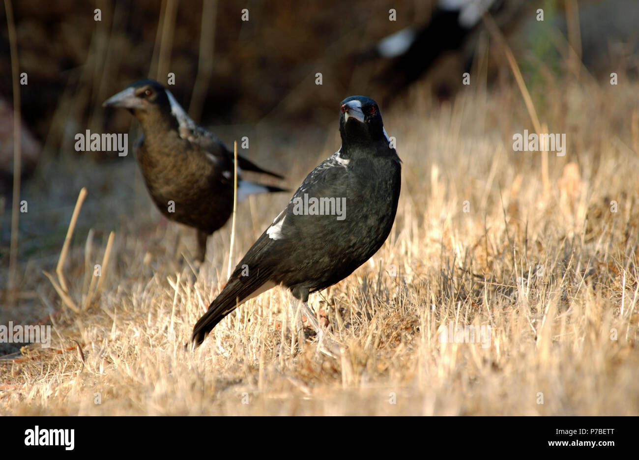 Australian Native Magpie Photos Australian Native Magpie