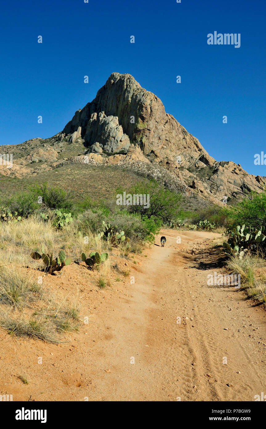 La société croître à tête d'éléphant, Coronado National Forest, désert de Sonora, Santa Rita Mountains, Green Valley, Arizona, USA. Banque D'Images