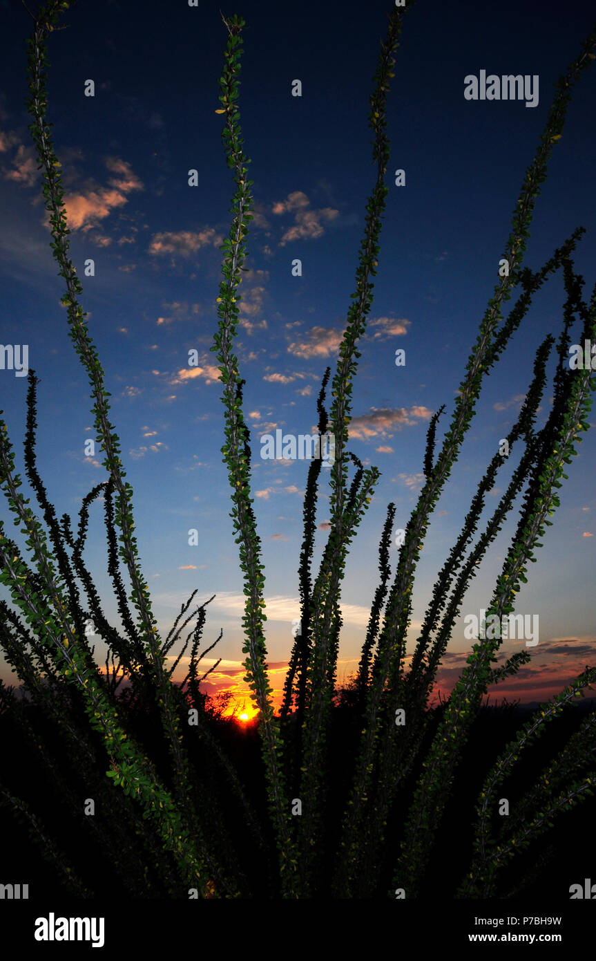 L'automne dans la forêt nationale de Coronado, désert de Sonora, Santa Rita Mountains, Green Valley, Arizona, USA. Banque D'Images