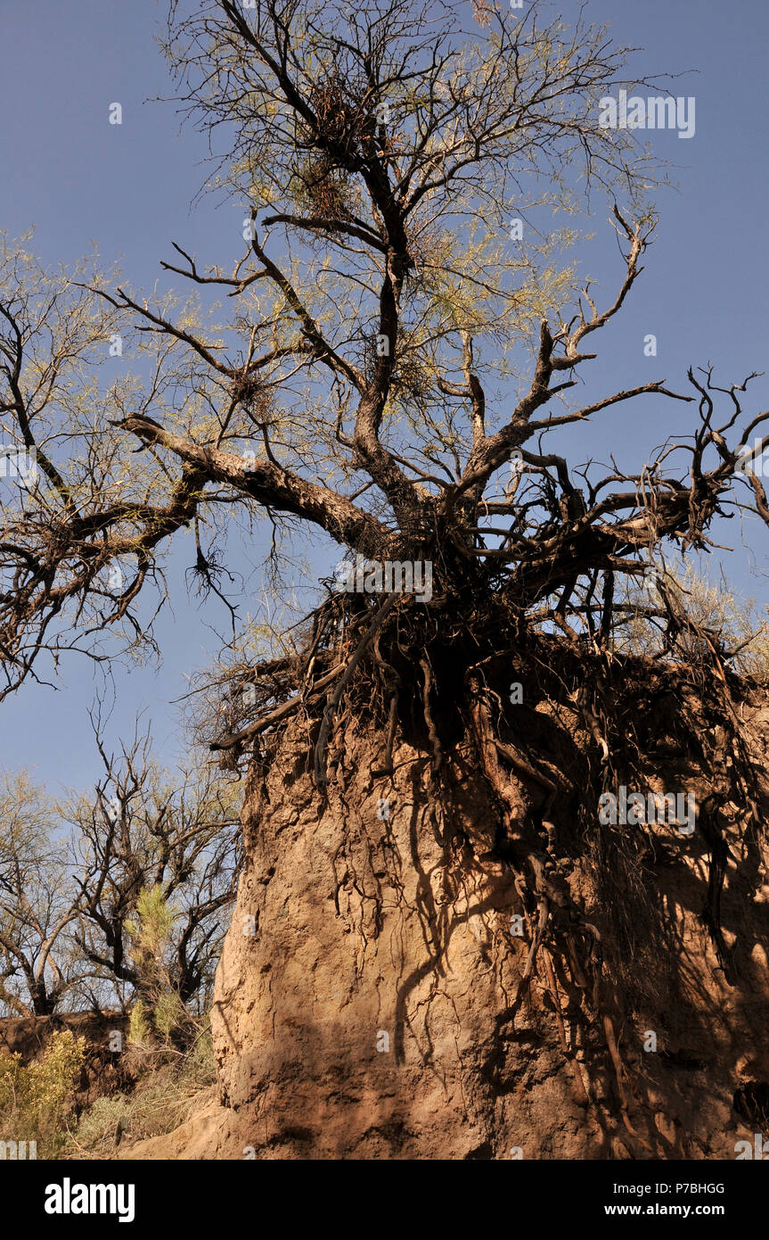 Les mesquites à Cienega Creek Ruisseau naturel, Cienega, une plante vivace, canal du ruisseau Marsh Station Road, Davidson Canyon, Gabe Zimmerman Trailh Banque D'Images
