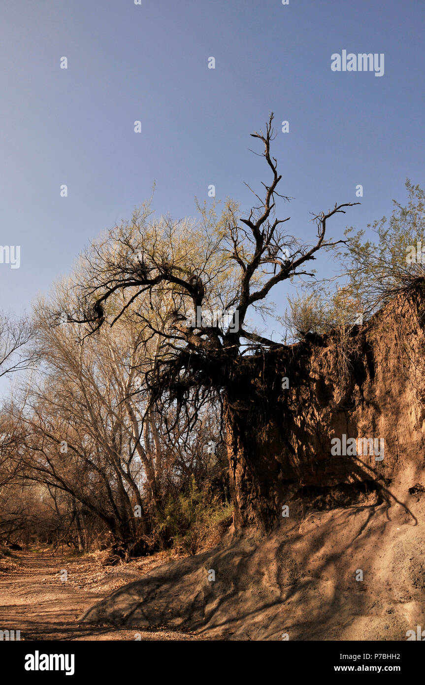 Les mesquites à Cienega Creek Ruisseau naturel, Cienega, une plante vivace, canal du ruisseau Marsh Station Road, Davidson Canyon, Gabe Zimmerman Trailh Banque D'Images
