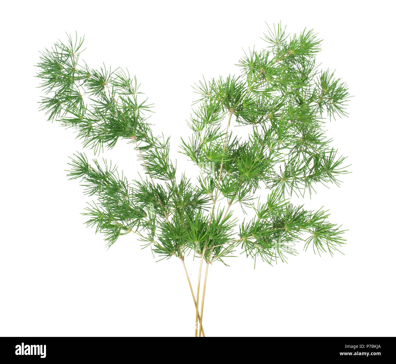 Asparagus sprengeri sprig, isolé sur blanc. Banque D'Images