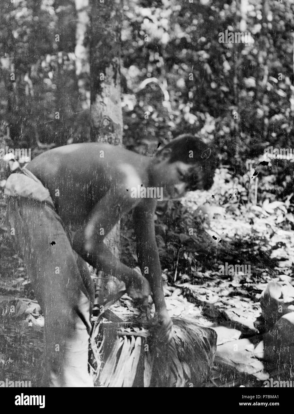 Curumbiara 172 R.Närheten, bifl.t.Guaporé, Brésil - SMVK - 005766 Banque D'Images