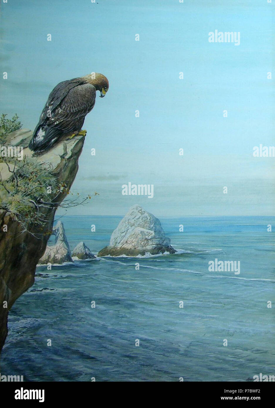 Anglais : aigle doré sur l'île Catalina par Louis Agassiz Fuertes, 1921, aquarelle et gouache sur papier. 27 x 18½ pouces . 1921 '125 Golden Eagle sur l'île Catalina' par Louis Agassiz Fuertes Banque D'Images