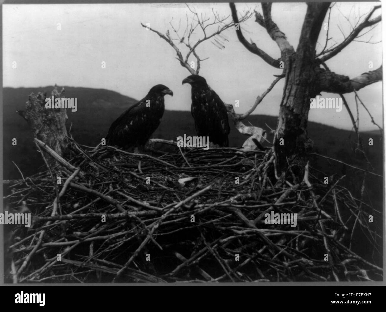 2 jeunes pygargues au nid, Lafayette National Park, Mt. Desert Island, Maine Banque D'Images