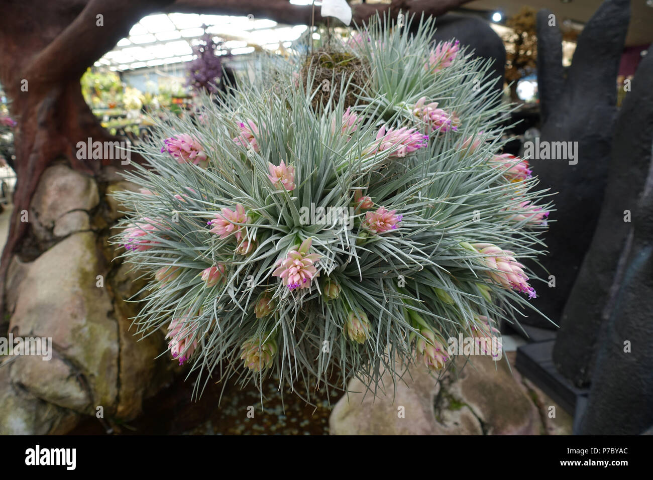 Tillandsia Houston Cotton Candy Banque D'Images