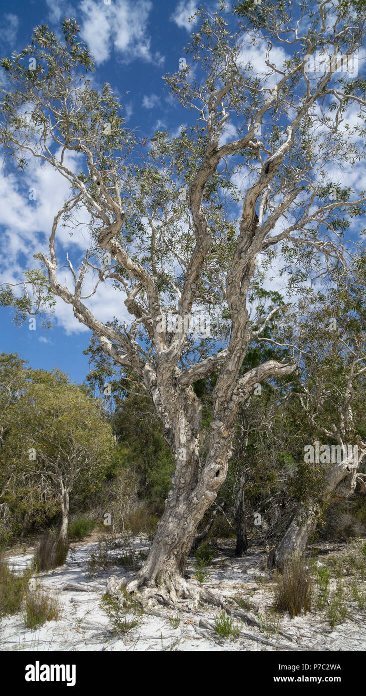 Paperbark trees (Melaleuca quinquenervia) autour de Brown Lake, un lac naturel, perché sur l'Île Stradbroke-nord, Queensland, Australie Banque D'Images