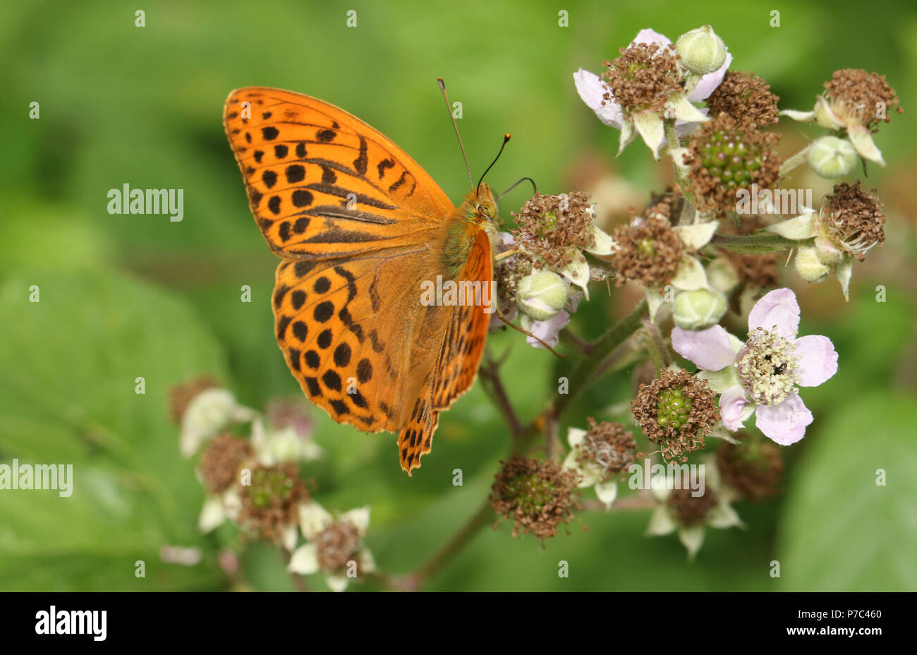 Un superbe papillon argenté lavé fritillary (Argynnis paphia) nectar sur un terminal blackberry fleur en bois. Banque D'Images