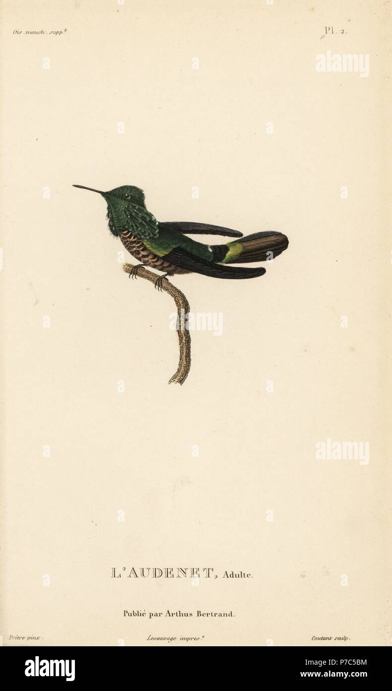 Lophornis chalybeus festive coquette, (Ornismya audenetii). Gravure coloriée par Coutant après une illustration par Jean-Gabriel pretre de René Primevère Lesson's Histoire naturelle de l'espèce de Colibri Colibris, Histoire naturelle des colibris, Arthus Bertrand, Paris, 1830. Banque D'Images