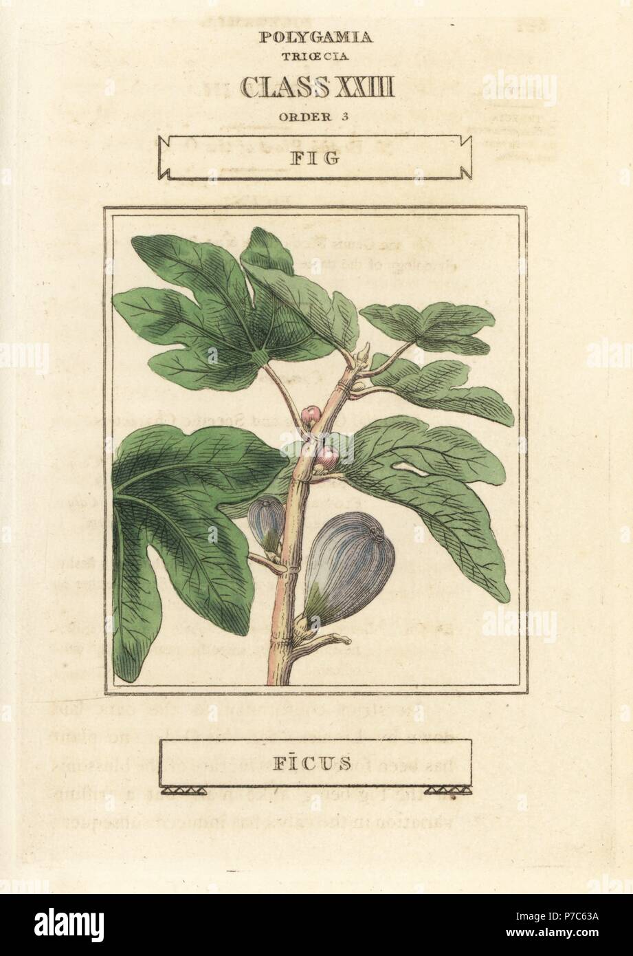 Fig, Ficus carica. La gravure sur cuivre coloriée après une illustration par Richard Duppa de son les classes et les ordres du système linnéen de botanique, Longman, Hurst, Londres, 1816. Banque D'Images