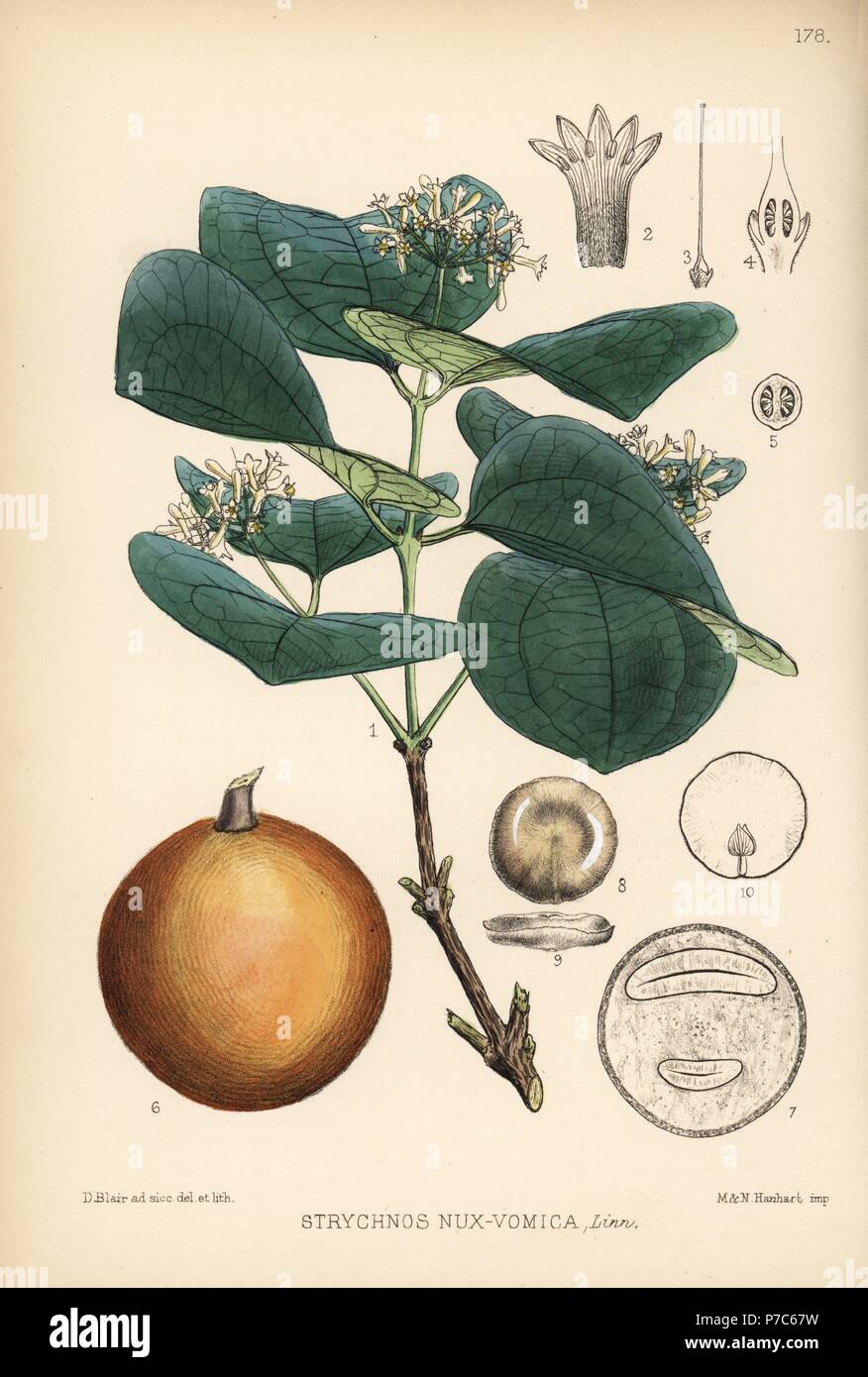 Noix Vomique ou kuchila, Strychnos nux-vomica. Lithographie coloriée par Hanhart après une illustration botanique par David Blair, de Robert Bentley et Henry Trimen's Plantes médicinales, Londres, 1880. Banque D'Images