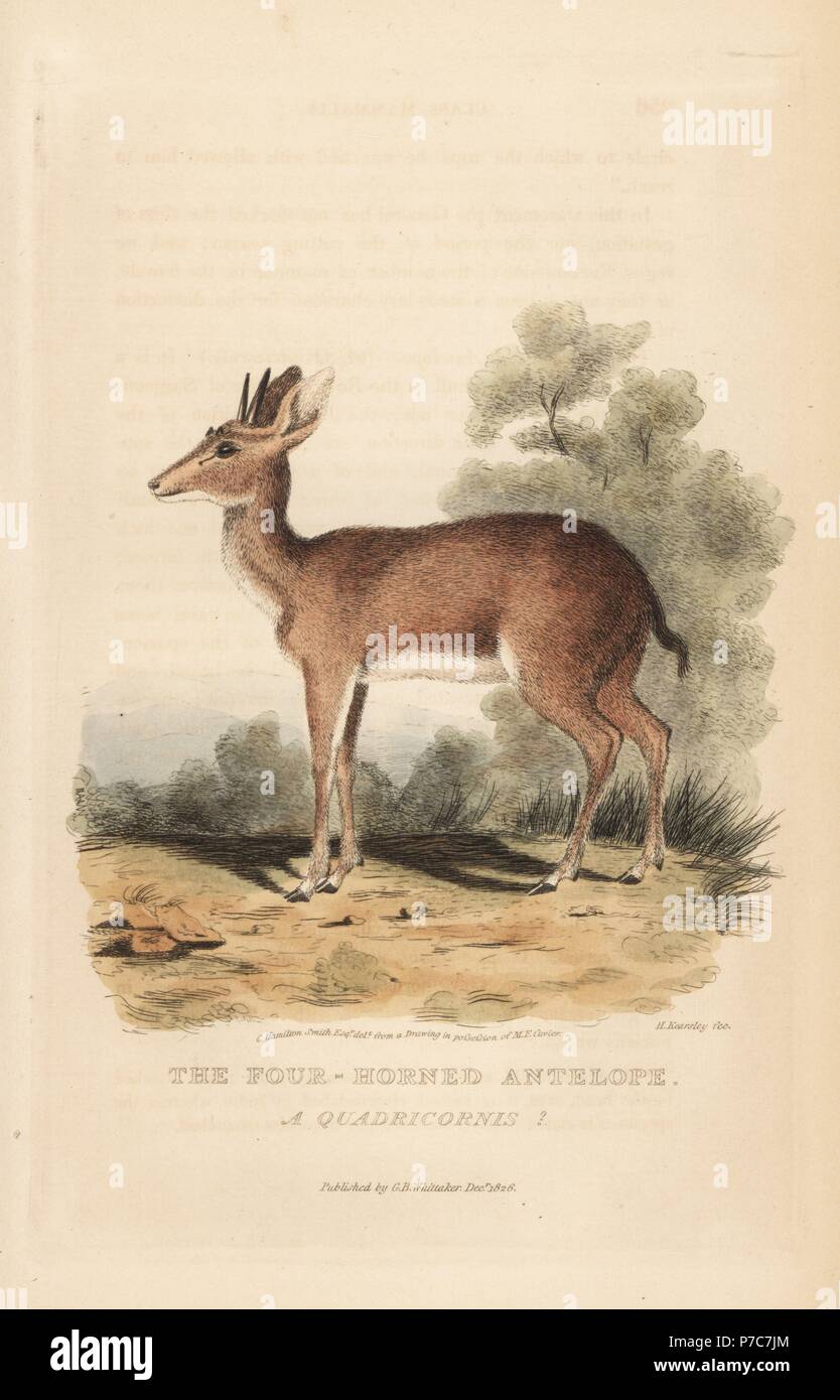 Quatre cornes d'antilopes, Tetracerus quadricornis (Antilope quadricornis ?). Vulnérables. Gravure coloriée par H. Kearsley après une illustration par Charles Hamilton Smith, de Edward Griffith le royaume animal par le Baron Cuvier, Londres, 1827, Whittaker. Banque D'Images