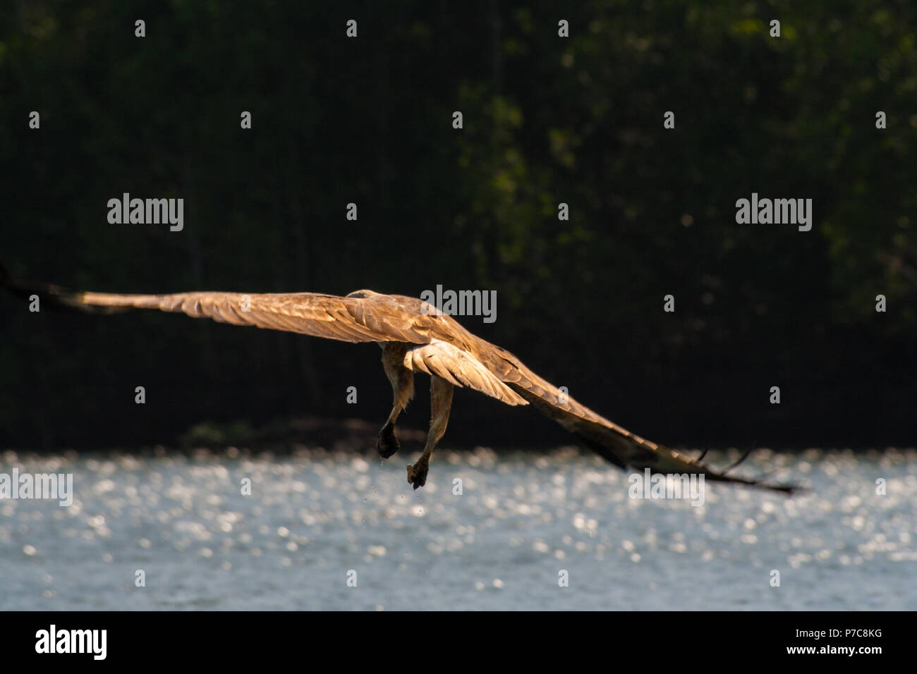 Brahminy kite sauvage (Haliastur indus) vole peu après l'aspiration de la nourriture de l'étincelant de l'eau dans le domaine de la mangrove de Kilim... Banque D'Images