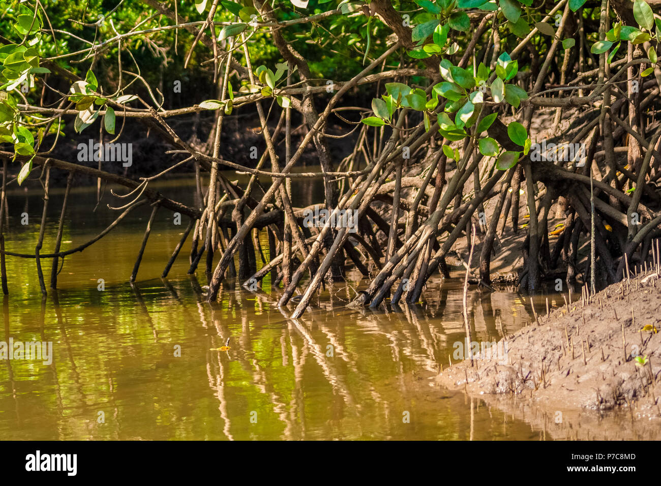 Close-up d'une banque de la rivière de la mangrove avec de nombreuses racines échasses des Rhizophora arbres, couverts de boue et d'eau saumâtre Brown dans le Kilim Geoforest... Banque D'Images