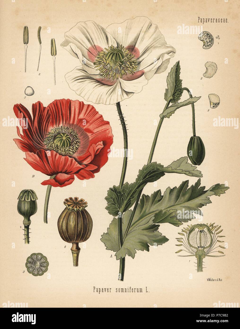 Le pavot à opium, Papaver somniferum. Chromolithographie après une illustration botanique par Walther Hermann Muller d'Adolph Koehler's Plantes médicinales, sous la direction de Gustav Pabst, Koehler, Allemagne, 1887. Banque D'Images