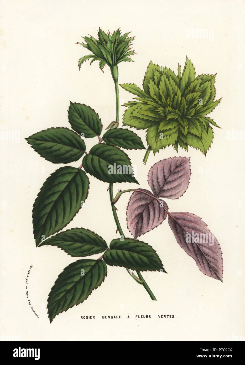 Rose Bengal hybride aux fleurs vertes, Rosa chinensis. Lithographie coloriée de Louis van Houtte et Charles Lemaire Fleurs des Jardins et serres de l'Europe, Flore des serres et des Jardins de l'Europe, Gand, Belgique, 1856. Banque D'Images