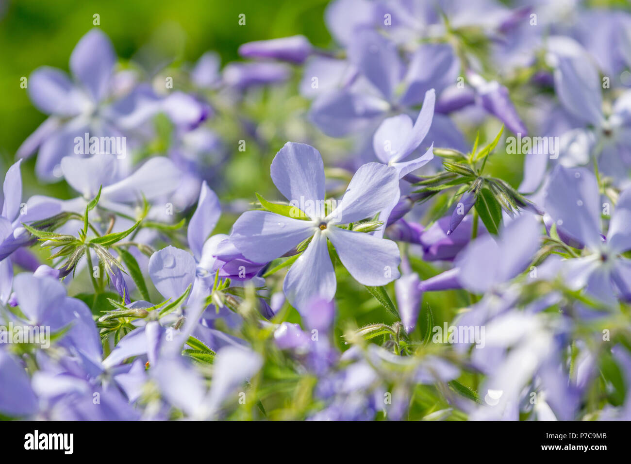 Le Stock, Matthiola incana, fleurs, close-up, selective focus, peu profonde 6 Banque D'Images