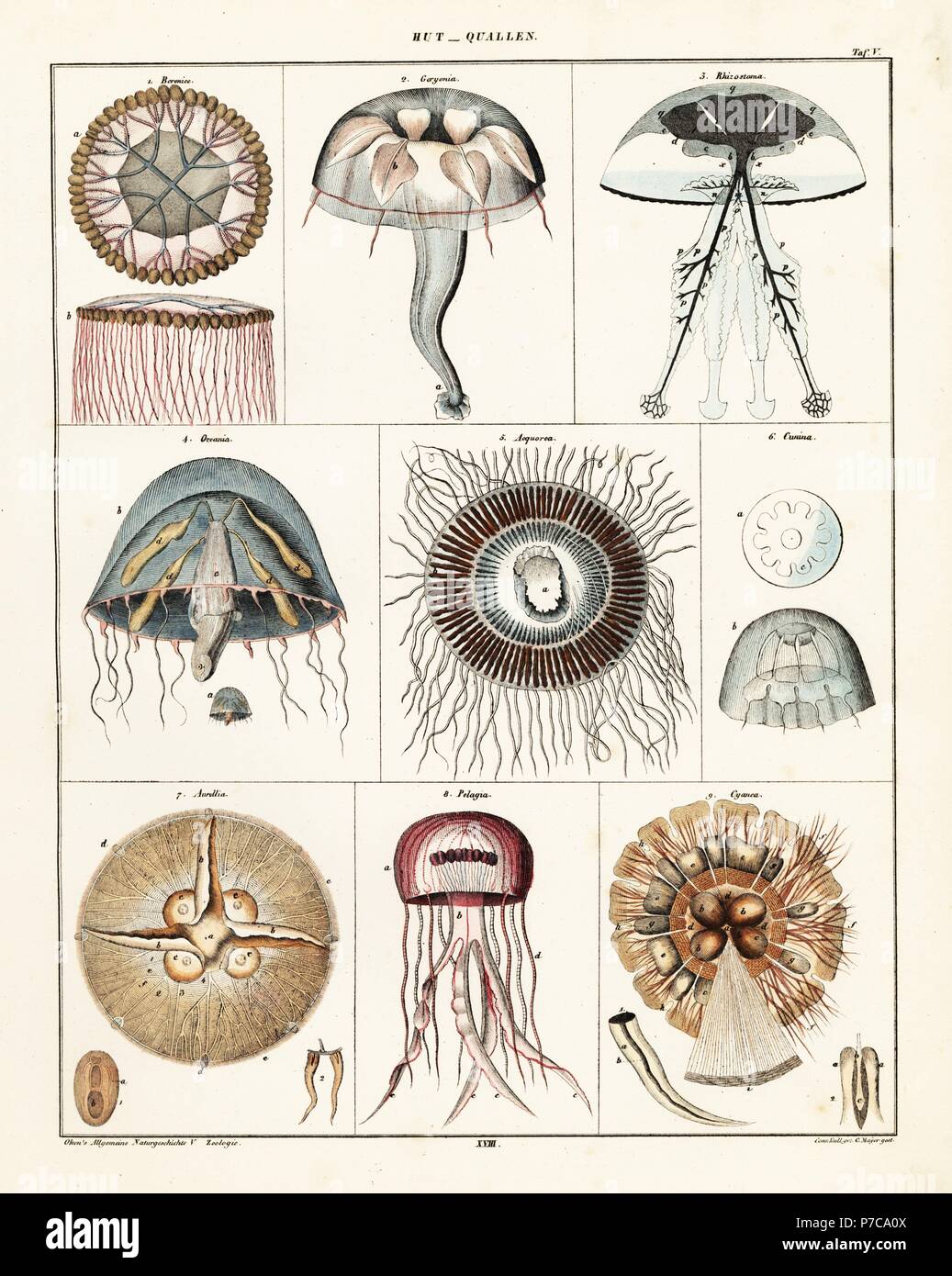 Variétés de méduses et d'medusae. Lithographie de C. Mayer après Conrad Kull de Lorenz Oken universel de l'histoire naturelle, l'Allgemeine Naturgeschichte fur alle Stande, Stuttgart, 1841. Banque D'Images