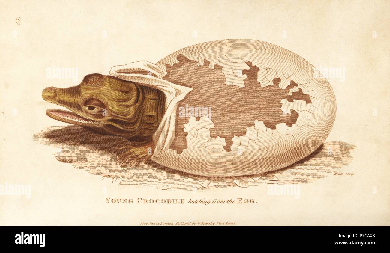 Les jeunes de l'oeuf à couver de crocodile, Crocodylus niloticus. La gravure sur cuivre coloriée par Heath après une illustration par George Shaw de son Général Zoologie, Amphibia, Londres, 1801. Banque D'Images