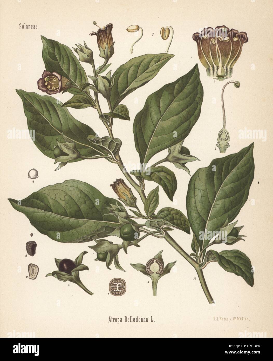 Belladonna ou belladone, Atropa belladonna. Chromolithographie après une illustration botanique par Walther Hermann Muller d'Adolph Koehler's Plantes médicinales, sous la direction de Gustav Pabst, Koehler, Allemagne, 1887. Banque D'Images