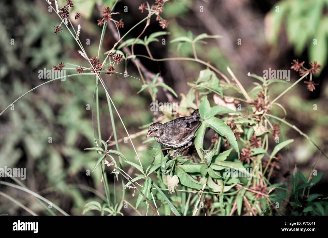 finch de sol moyen ((Geospiza fortis) sur la végétation dans les îles Galapagos Banque D'Images