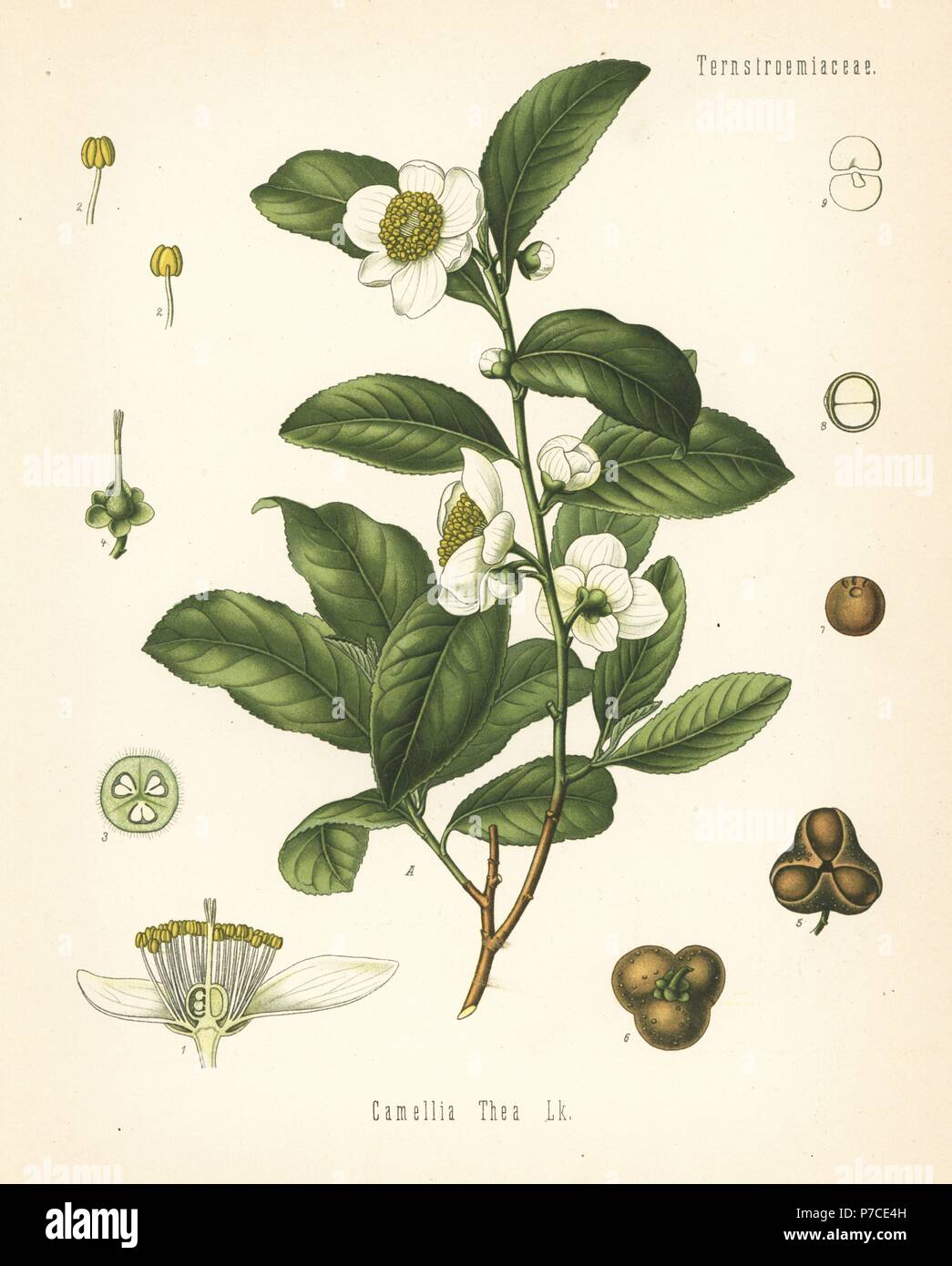 Usine de thé, Camellia sinensis (Camellia thea). Chromolithographie après une illustration botanique de Hermann Adolph Koehler's Plantes médicinales, sous la direction de Gustav Pabst, Koehler, Allemagne, 1887. Banque D'Images