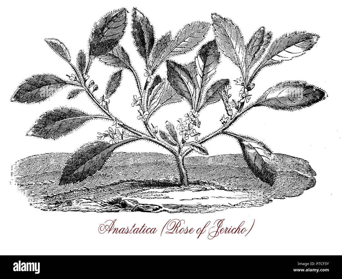 Gravure Botanique Vintage De Anastatica Ou La Moutarde