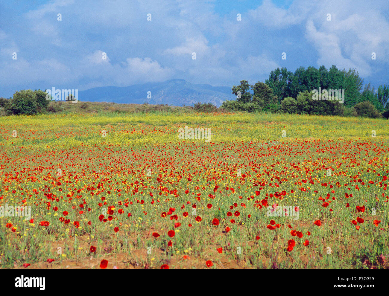 Paysage de printemps. Las Merindades, province de Burgos, Castille Leon, Espagne. Banque D'Images