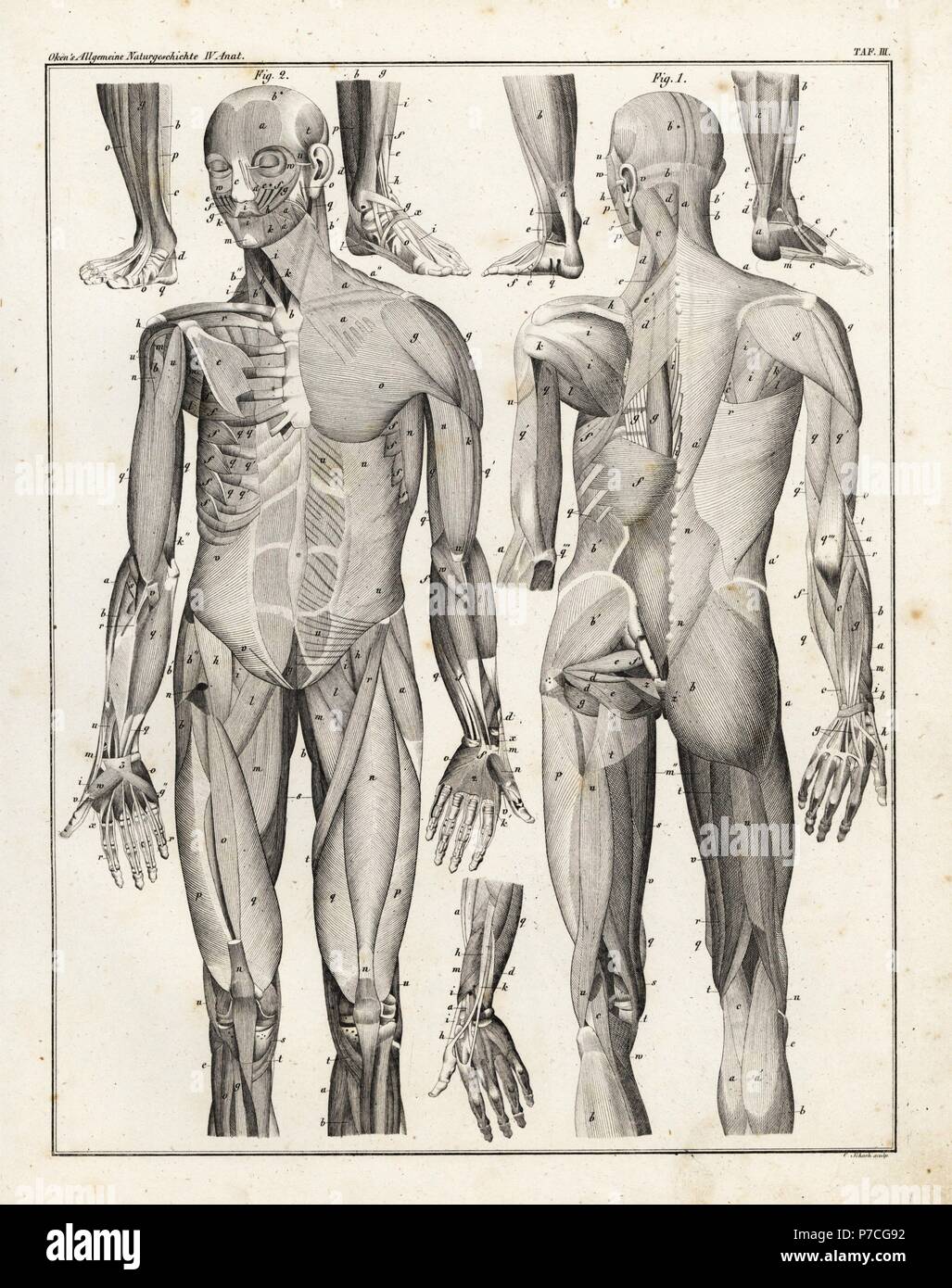 Anatomie de la musculature. Lithographie de C. Schach de Lorenz Oken universel de l'histoire naturelle, l'Allgemeine Naturgeschichte fur alle Stande, Stuttgart, 1839. Banque D'Images
