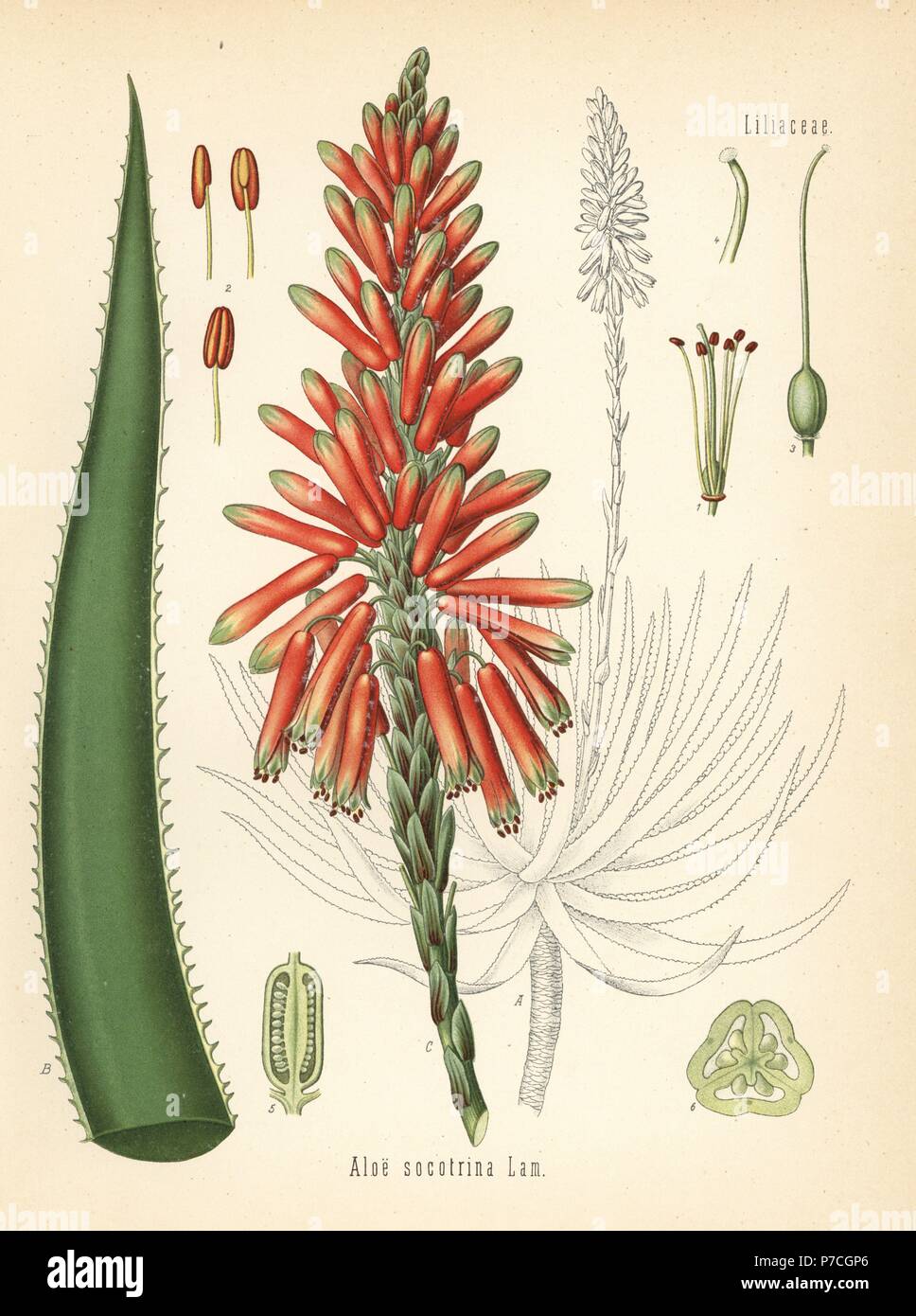 L'aloès, l'Aloe succotrina fynbos (aloe socotrina). Chromolithographie après une illustration botanique de Hermann Adolph Koehler's Plantes médicinales, sous la direction de Gustav Pabst, Koehler, Allemagne, 1887. Banque D'Images