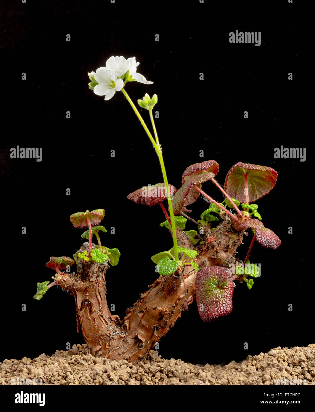 Vieux père vivre éternellement, Pelargonium cotyledonis, une plante succulente endémique de Sainte-Hélène, où il est en danger critique d'extinction Banque D'Images