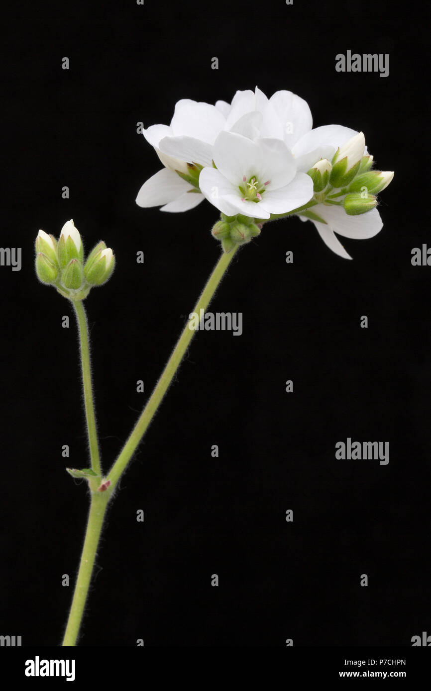 Fleur de vieux père vivre éternellement, Pelargonium cotyledonis, une plante succulente endémique de Sainte-Hélène, où il est en danger critique d'extinction Banque D'Images