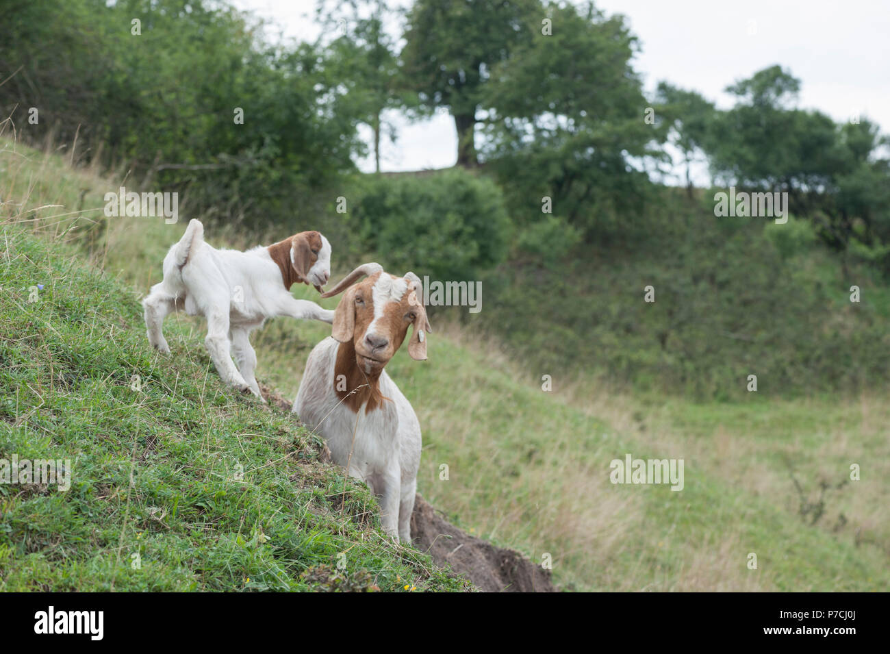 La chèvre Boer avec kid, région Hohenlohe, Bade-Wurtemberg, Allemagne Banque D'Images