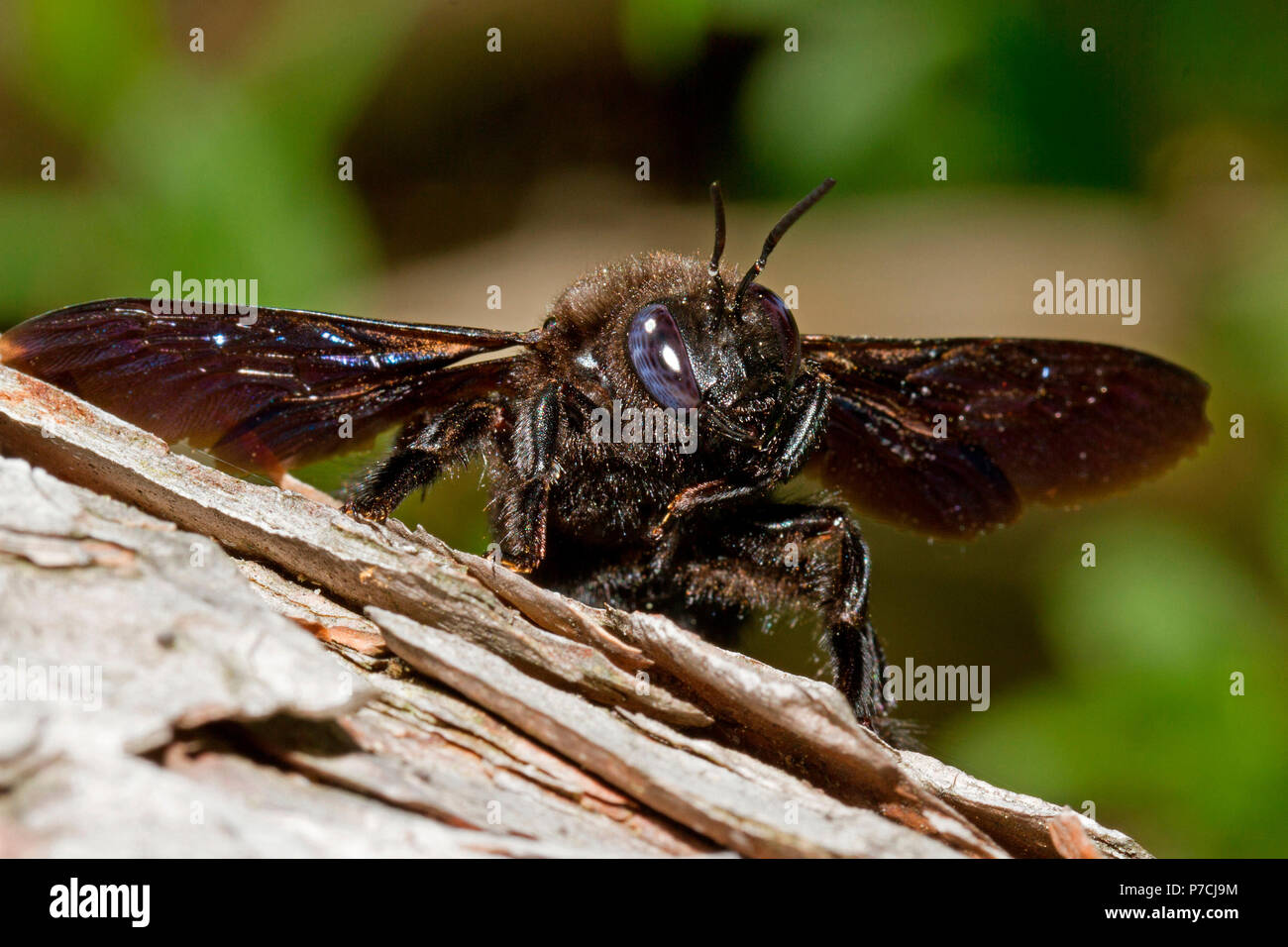 Violet abeille charpentière (Xylocopa violacea), Banque D'Images